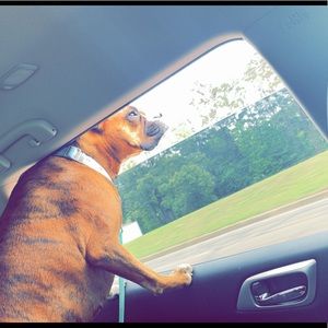 Meet your Posher, Dylan